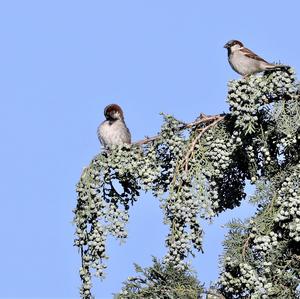 House Sparrow