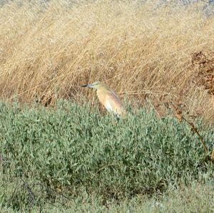 Squacco Heron