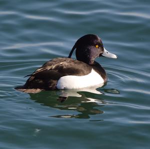 Tufted Duck