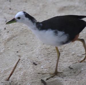 White-breasted Waterhen