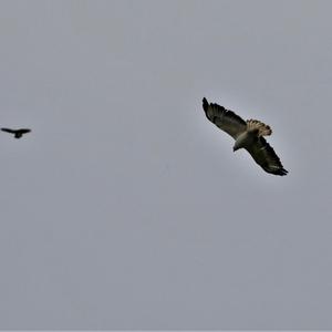 Common Buzzard