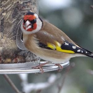 European Goldfinch