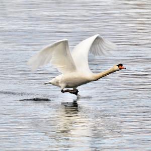 Mute Swan