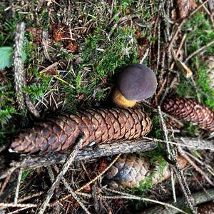 Bay Bolete