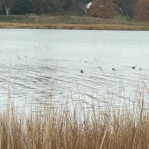 Bufflehead