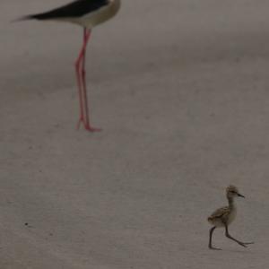 Black-winged Stilt