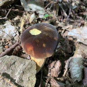 Dotted-stem Bolete