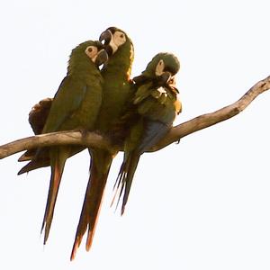 Chestnut-fronted Macaw