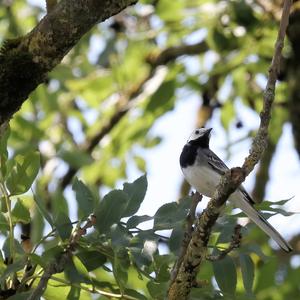 White Wagtail