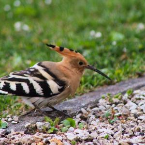 Eurasian Hoopoe