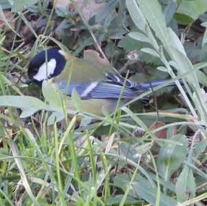 Great Tit