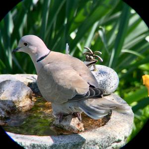 Eurasian Collared-dove