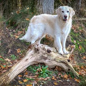 Retriever (Golden)