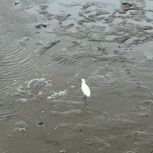 Little Egret