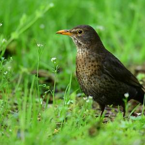 Eurasian Blackbird