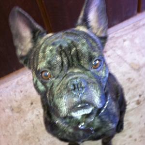 French Bulldog