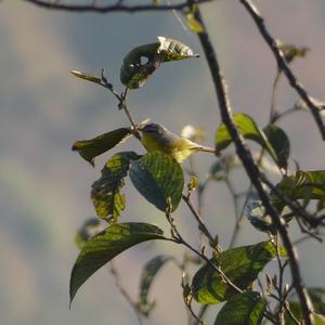 Grey-hooded Warbler