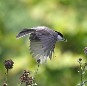 Marsh Tit