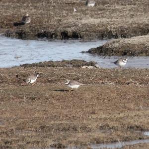 Common Ringed Plover