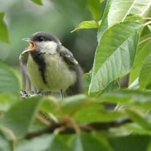 Great Tit