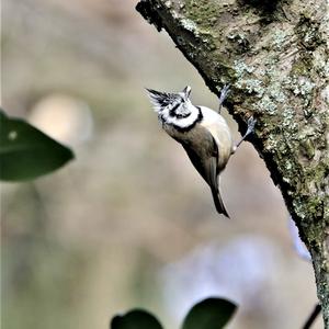 Crested Tit