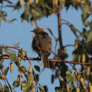 Tree Pipit