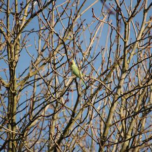 Rose-ringed Parakeet