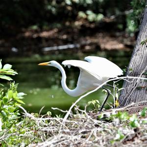 Great Egret