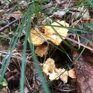 Chanterelle, Common