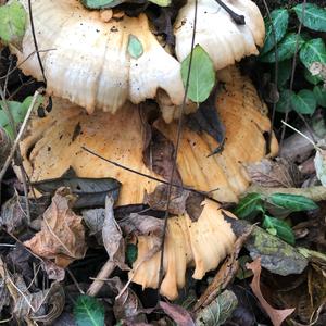 Chicken Mushroom