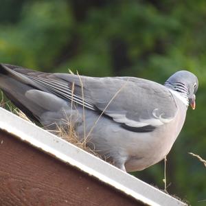 Common Wood-pigeon