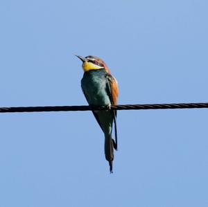 European Bee-eater