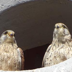 Common Kestrel