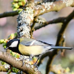 Great Tit