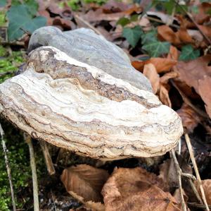 Tinder Polypore