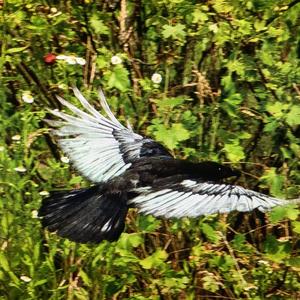 Carrion Crow