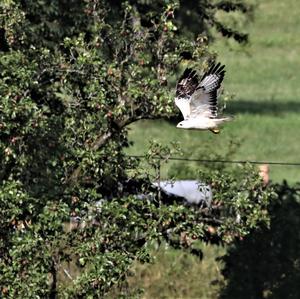 Mäusebussard