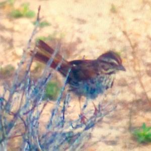 Song Sparrow