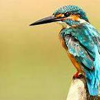 Common Kingfisher