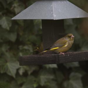 European Greenfinch