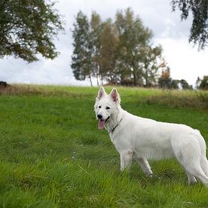 Berger Blanc Suisse