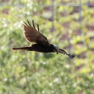 Western Marsh-harrier