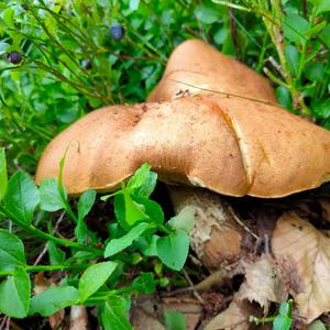 Orange Birch Bolete