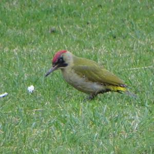 Eurasian Green Woodpecker