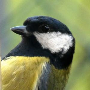 Great Tit