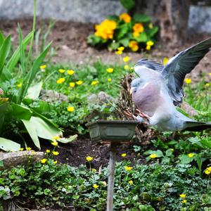 Common Wood-pigeon