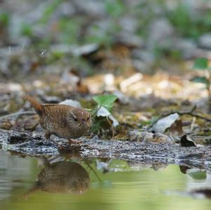 Winter Wren