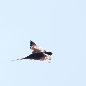 Barn Swallow