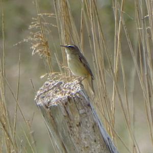 Sedge Warbler