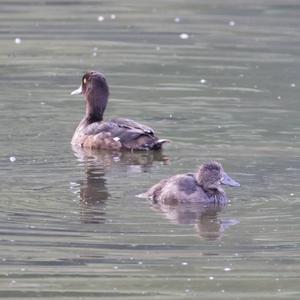 Tufted Duck